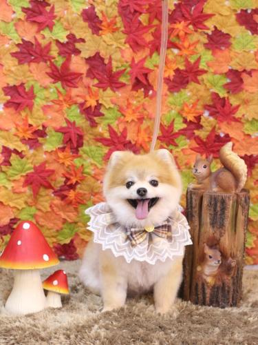 20241102モコくん